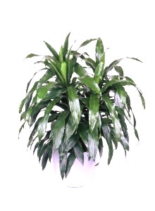 10" Draceana Janet Craig